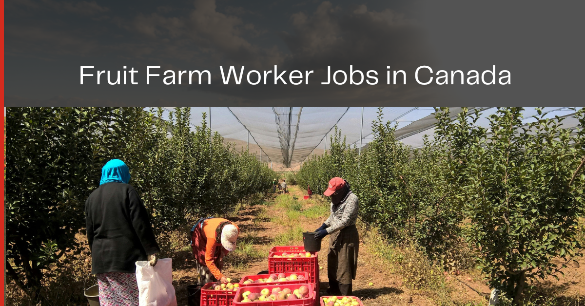 Fruit Farm Worker Jobs in Canada 2026